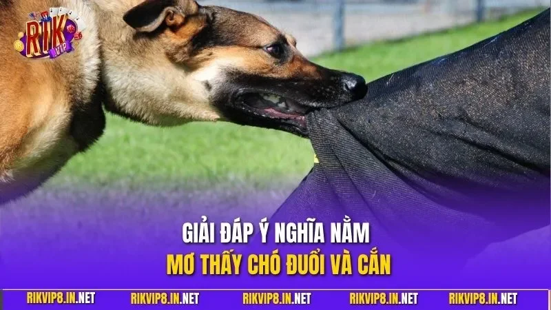 Giải đáp ý nghĩa nằm mơ thấy chó đuổi và cắn