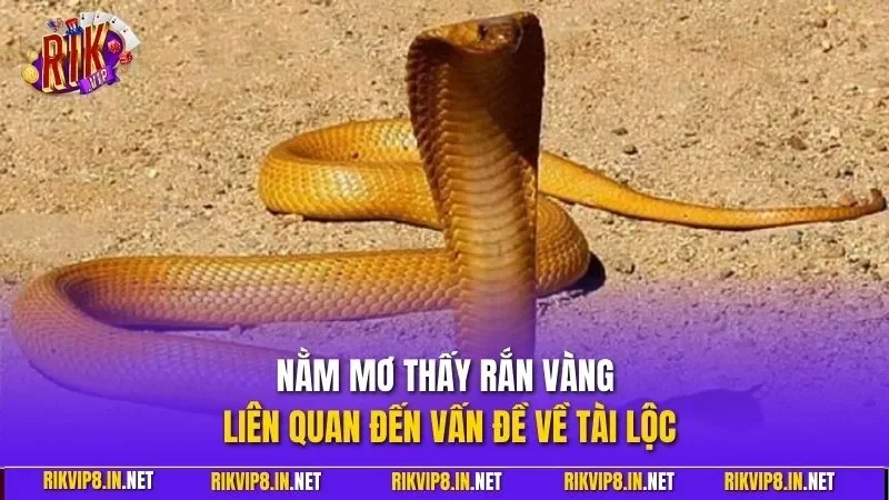 Nằm mơ thấy rắn vàng liên quan đến vấn đề về tài lộc